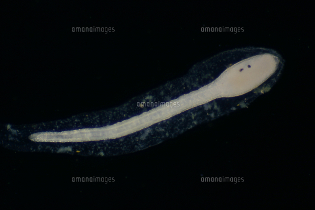 マボヤのオタマジャクシ型幼生 原索動物 撮影倍率 13倍 の写真素材 イラスト素材 アマナイメージズ