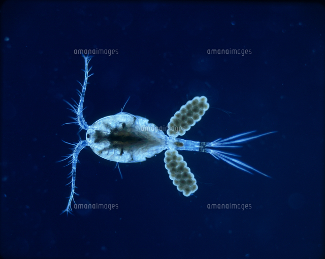 ケンミジンコ 被写体倍率 顕微鏡倍率 の写真素材 イラスト素材 アマナイメージズ ケンミジンコ 被写体倍率 顕微鏡倍率 の写真素材 イラスト素材 アマナイメージズ