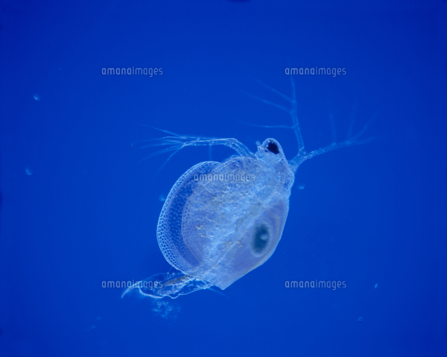 ネコゼミジンコ 被写体倍率 24 の写真素材 イラスト素材 アマナイメージズ ネコゼミジンコ 被写体倍率 24 の写真素材 イラスト素材 アマナイメージズ