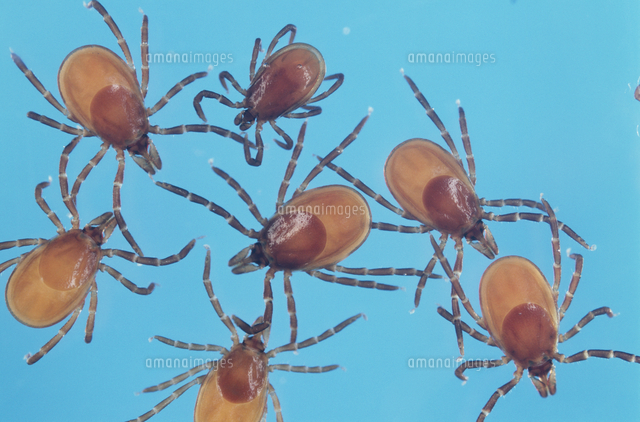 ライム病を媒介するシュルツェマダニ の写真素材 イラスト素材 アマナイメージズ