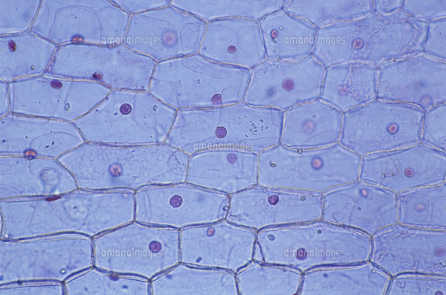タマネギの表皮細胞 中間部の内側 オルセイン染色 の写真素材 イラスト素材 アマナイメージズ