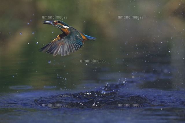 カワセミ 捕食して飛び去る の写真素材 イラスト素材 アマナイメージズ