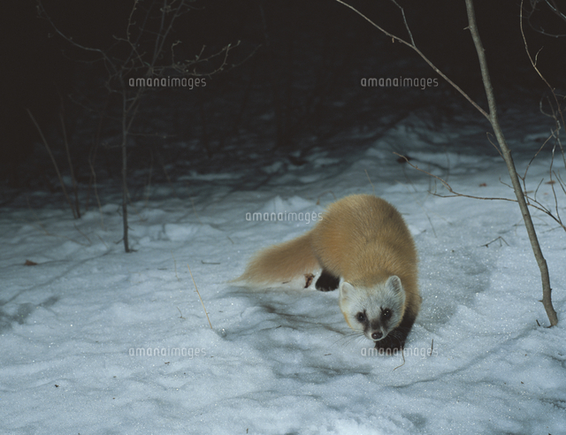 テンの剥製（冬毛） 雪上のニホンテン（ホンドテン）：冬毛[32218000041]の写真・イラスト