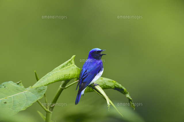 オオルリ さえずり[32218000280]の写真・イラスト素材｜アマナイメージズ