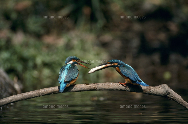カワセミの捕食[32218002045]の写真・イラスト素材｜アマナイメージズ