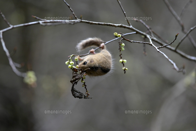 キブシの花を食べるヤマネ の写真素材 イラスト素材 アマナイメージズ