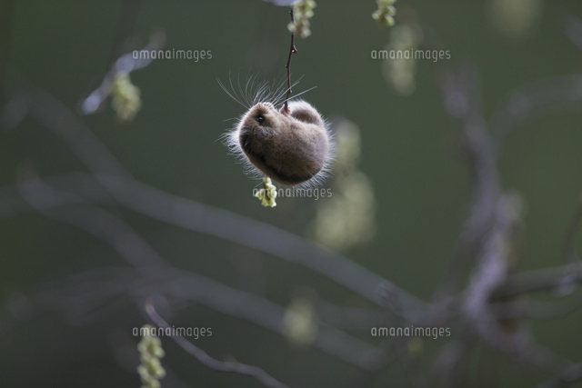 キブシの花を食べるヤマネ の写真素材 イラスト素材 アマナイメージズ