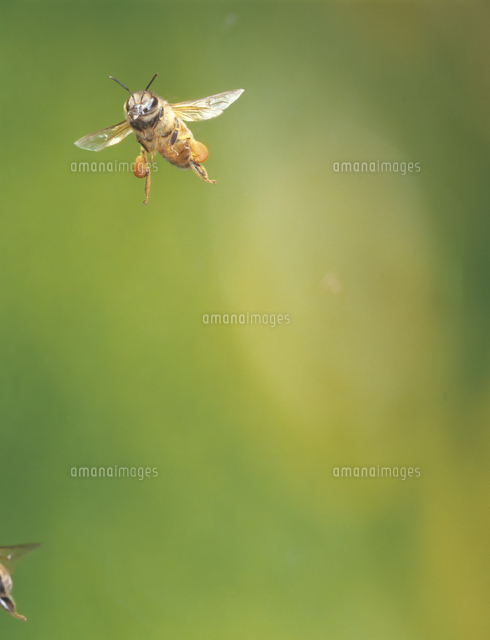 花粉ダンゴをつけて飛ぶミツバチ セイヨウミツバチ の写真素材 イラスト素材 アマナイメージズ