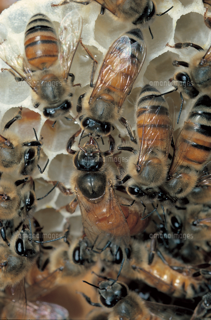 確認用　ミツバチ様 散歩中にミツバチに襲われ、全身から「2443本のハチの針」を摘出