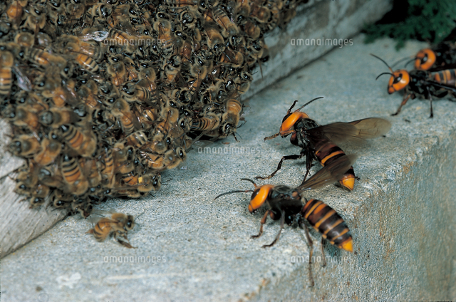 ミツバチ（セイヨウミツバチ） オオスズメバチに襲われ攻撃に備