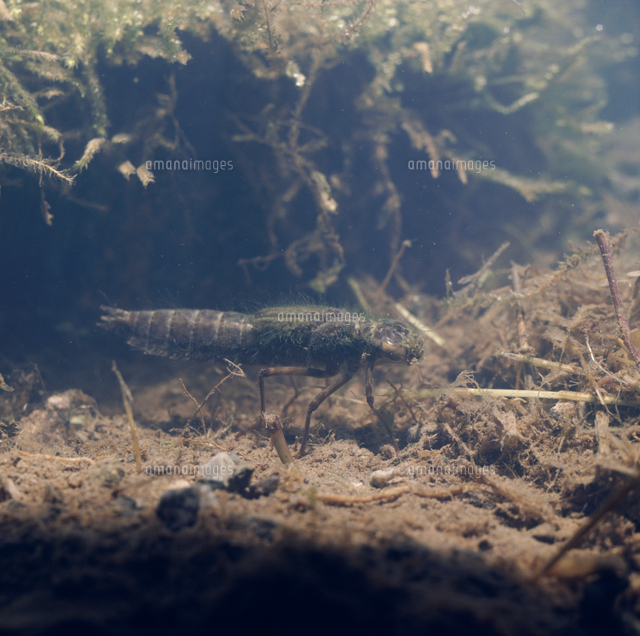 ギンヤンマのヤゴ 冬 の写真素材 イラスト素材 アマナイメージズ