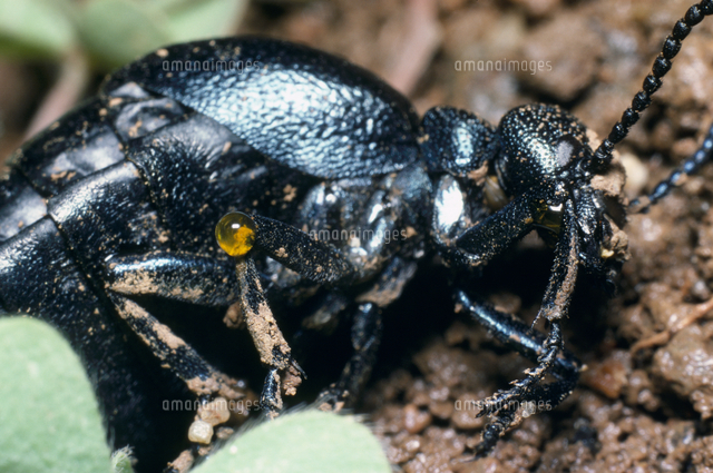 毒 カンタリジン を出すマルクビツチハンミョウ の写真素材 イラスト素材 アマナイメージズ
