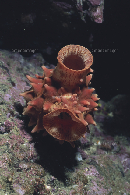 マボヤ の写真素材 イラスト素材 アマナイメージズ