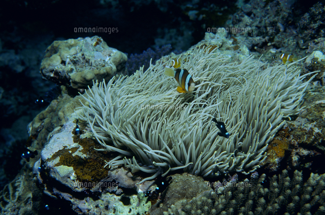 シライトイソギンチャクとクマノミ の写真素材 イラスト素材 アマナイメージズ