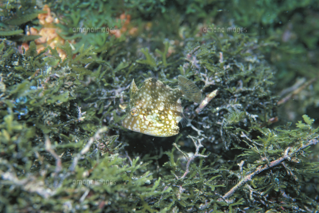 潮だまりの海藻に擬態するアミメハギの幼魚 の写真素材 イラスト素材 アマナイメージズ