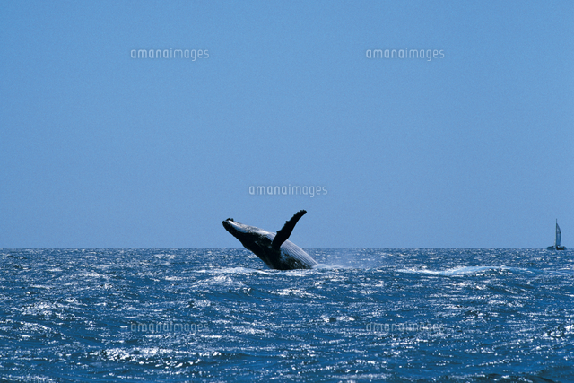 ザトウクジラのブリーチング ジャンプ の写真素材 イラスト素材 アマナイメージズ