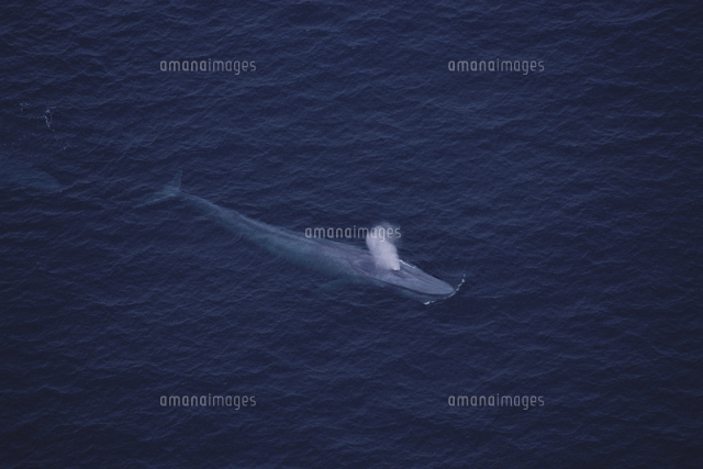 シロナガスクジラの潮吹き 空撮 の写真素材 イラスト素材 アマナイメージズ