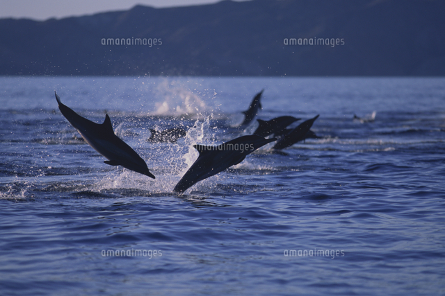 マイルカの群れ ジャンプ 夕景 シルエット の写真素材 イラスト素材 アマナイメージズ