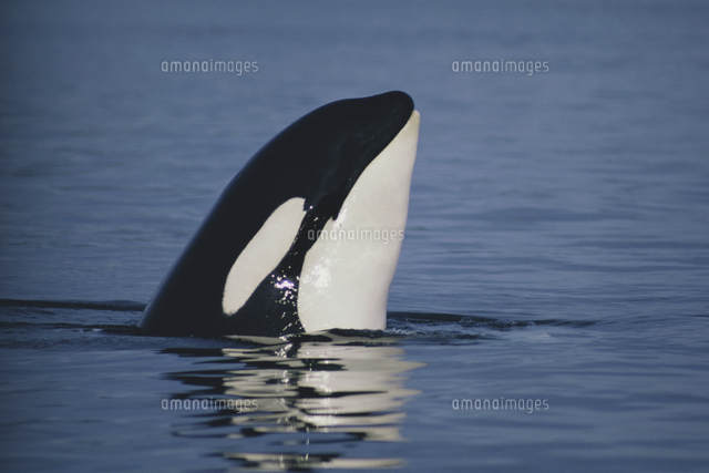 海面から顔を上げる スパイホップする シャチ オルカ 顔ア の写真素材 イラスト素材 アマナイメージズ