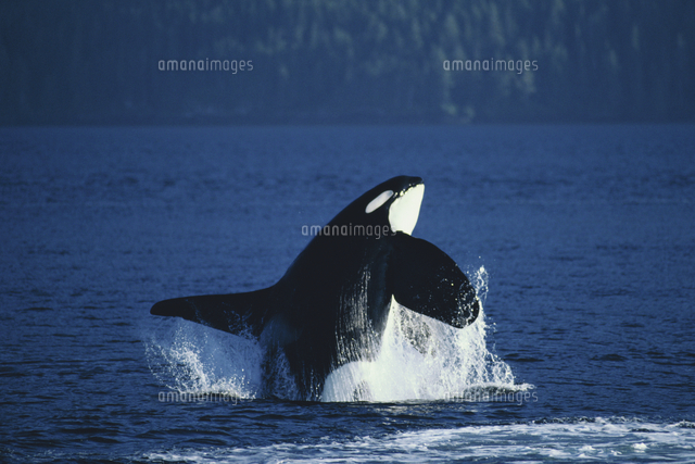 ブリーチング（ジャンプ）するオスのシャチ（オルカ）[32226000285]の