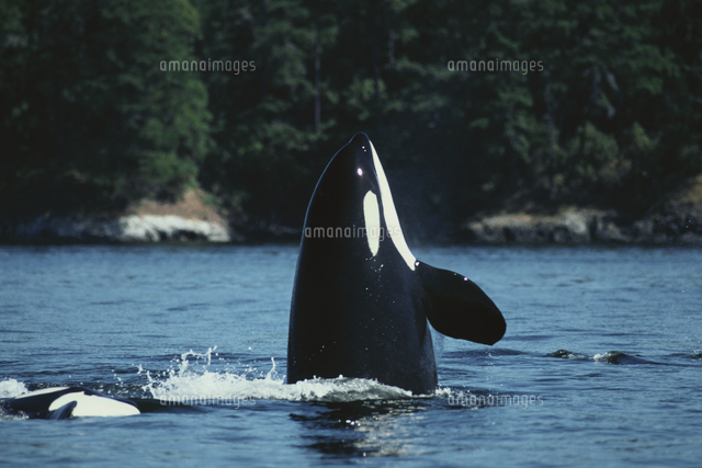 海面から上半身を上げる（スパイホップする）シャチ（オルカ