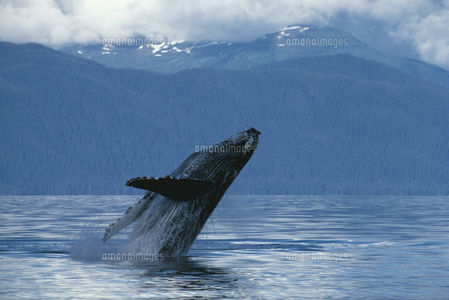 ブリーチング ジャンプ するザトウクジラ の写真素材 イラスト素材 アマナイメージズ