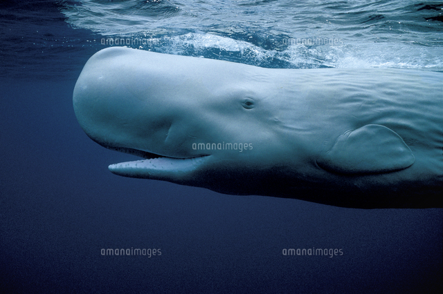 白鯨（マッコウクジラの白色個体）[32226000540]の写真・イラスト素材