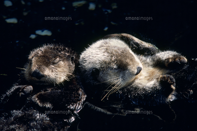 眠るラッコ の写真素材 イラスト素材 アマナイメージズ