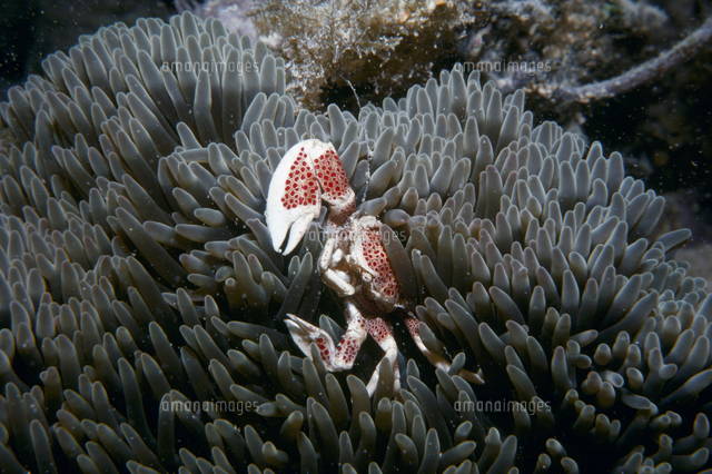 沖縄県産ハタゴイソギンチャク20cm前後&カクレクマノミ&アカホシ