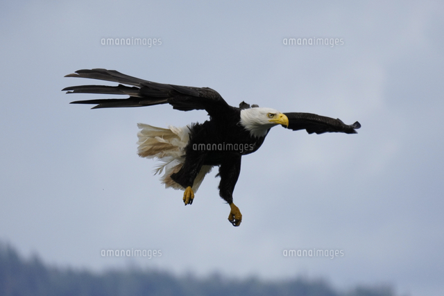 ハクトウワシ の写真素材 イラスト素材 アマナイメージズ