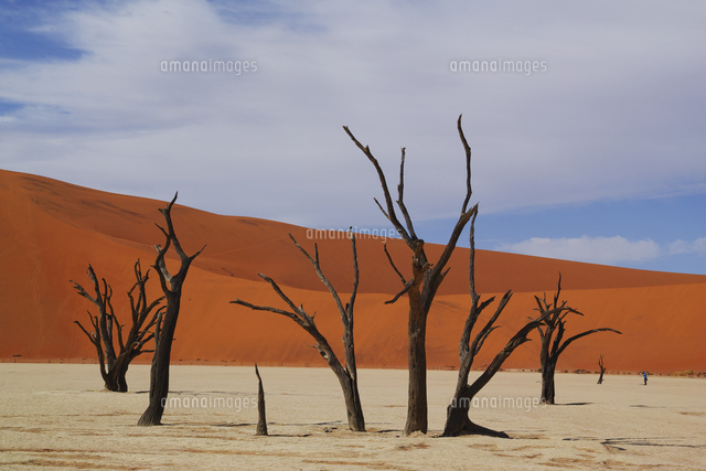 ナミブ砂漠 の写真素材 イラスト素材 アマナイメージズ