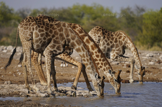 ケープキリン[32226001150]の写真・イラスト素材｜アマナイメージズ
