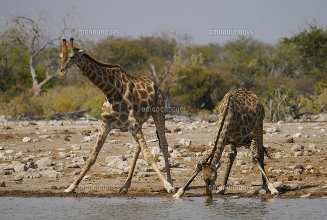 ケープキリン 尻尾 140～155cm ケープキリン 尻尾 140～155cm 【公式通販】