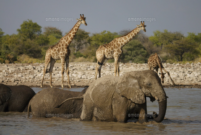 ケープキリン[32226001150]の写真・イラスト素材｜アマナイメージズ