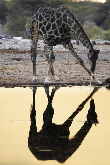 ケープキリン[32226001150]の写真・イラスト素材｜アマナイメージズ