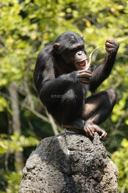 チンパンジー[32226001156]の写真・イラスト素材｜アマナイメージズ