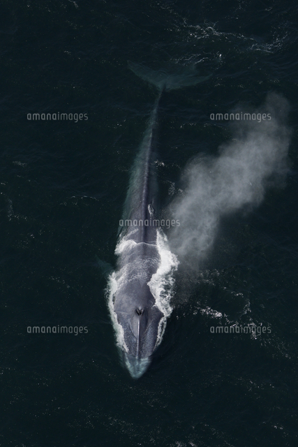 シロナガスクジラ の写真素材 イラスト素材 アマナイメージズ