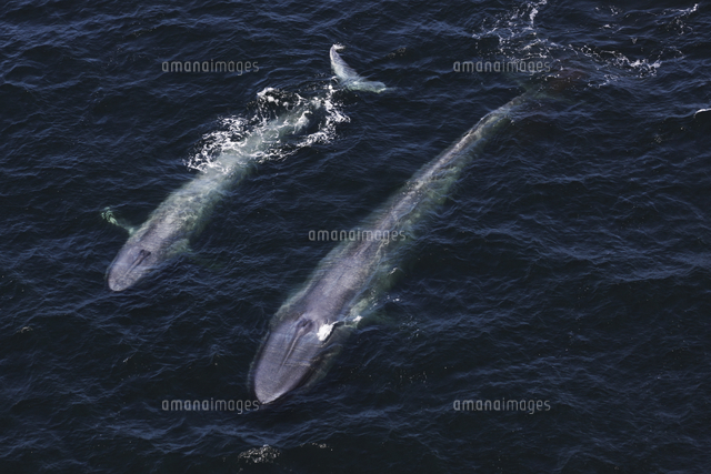 シロナガスクジラ の写真素材 イラスト素材 アマナイメージズ