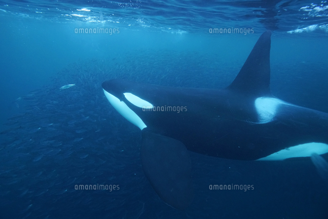 ニシンを捕食するシャチ の写真素材 イラスト素材 アマナイメージズ ニシンを捕食するシャチ の写真素材 イラスト素材 アマナイメージズ