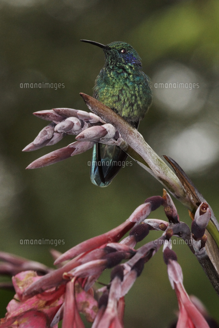 ミドリハチドリ[32226002153]の写真素材・イラスト素材｜アマナイメージズ