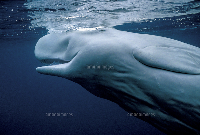 マッコウクジラ[32226002959]の写真・イラスト素材｜アマナイメージズ