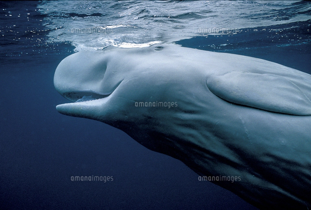 マッコウクジラ[32226002980]の写真・イラスト素材｜アマナイメージズ
