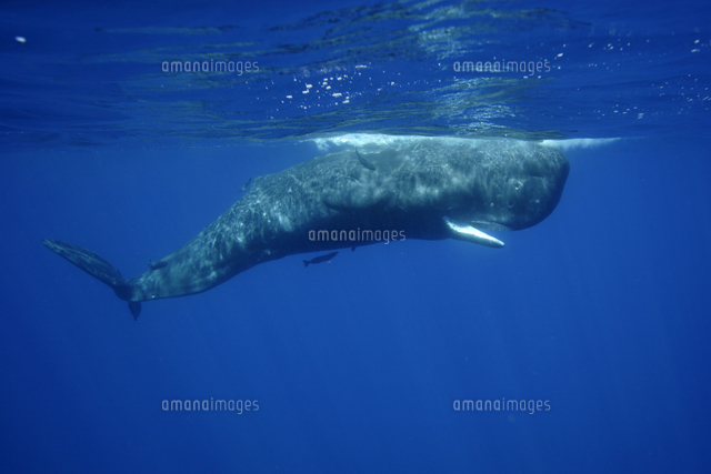 マッコウクジラ[32226002967]の写真・イラスト素材｜アマナイメージズ
