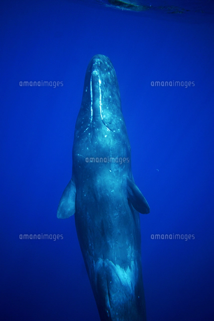 マッコウクジラ[32226002959]の写真・イラスト素材｜アマナイメージズ