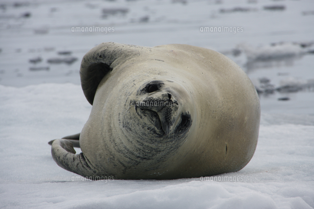 カニクイアザラシ の写真素材 イラスト素材 アマナイメージズ カニクイアザラシ の写真素材 イラスト素材 アマナイメージズ