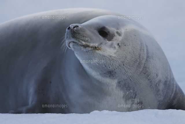カニクイアザラシ の写真素材 イラスト素材 アマナイメージズ カニクイアザラシ の写真素材 イラスト素材 アマナイメージズ