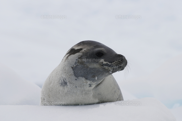 カニクイアザラシ の写真素材 イラスト素材 アマナイメージズ カニクイアザラシ の写真素材 イラスト素材 アマナイメージズ
