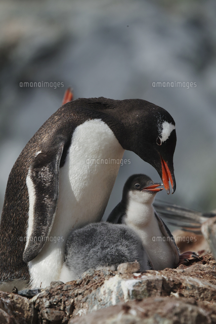 ジェンツーペンギン[32226003578]の写真・イラスト素材｜アマナイメージズ