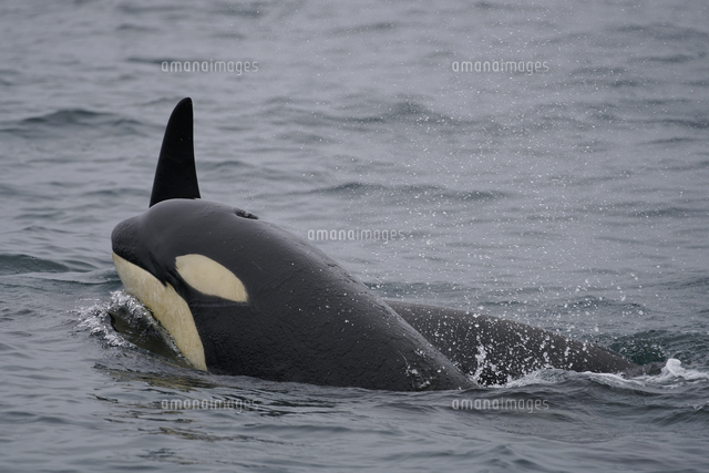 シャチ の写真素材 イラスト素材 アマナイメージズ