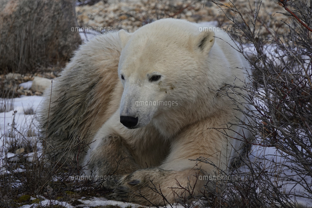 ホッキョクグマ の写真素材 イラスト素材 アマナイメージズ ホッキョクグマ の写真素材 イラスト素材 アマナイメージズ